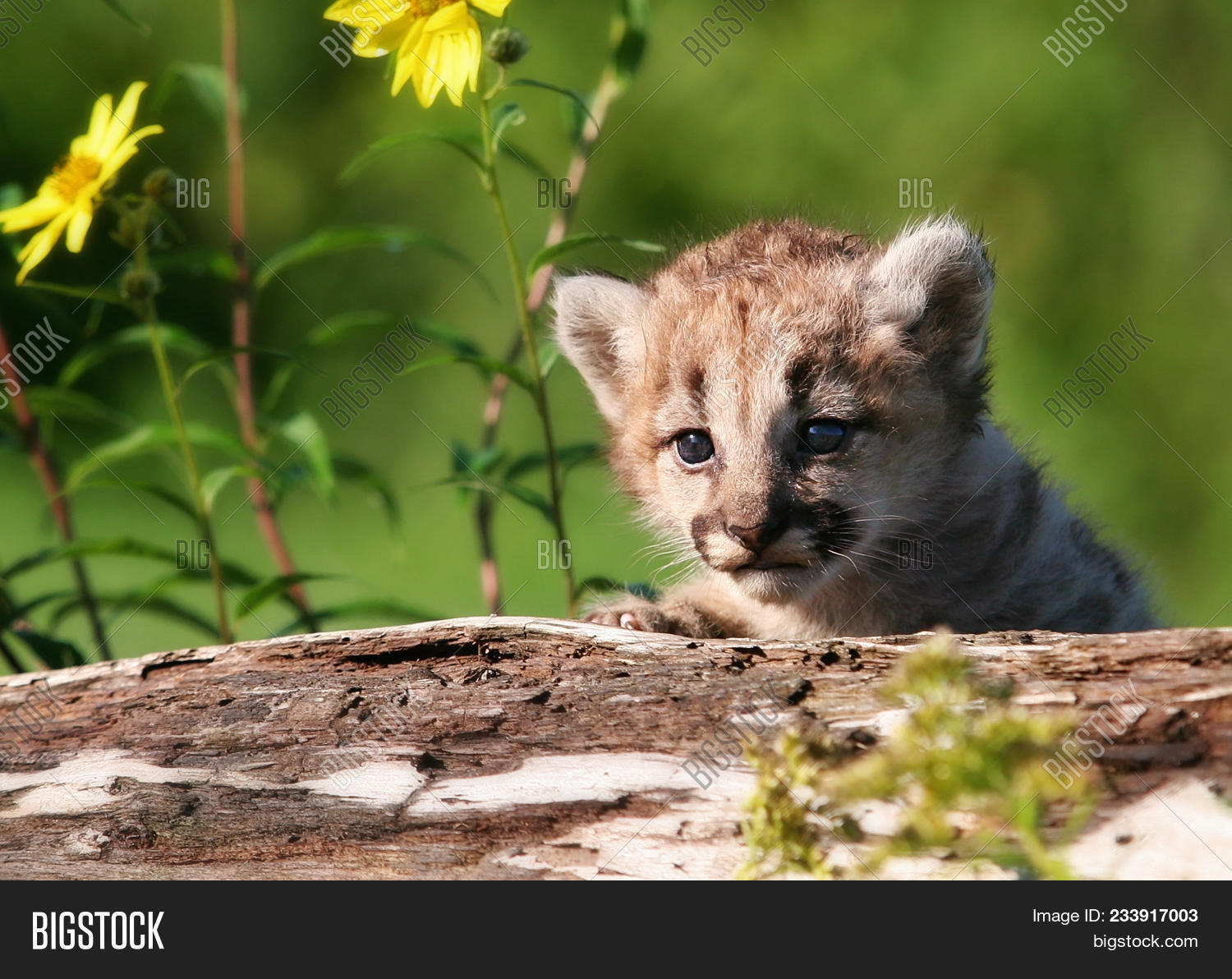 puma young puma young