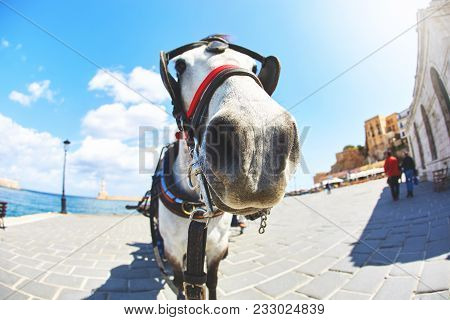 Horse Face Photographed On A Wide Angle On The Chania City Bay In The Tourist Part Of The City