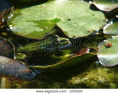 Frosch - 4