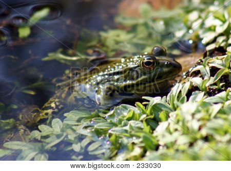 Frosch - 5