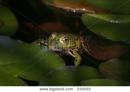 Frosch - 8