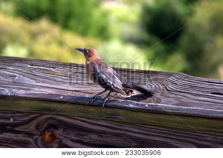 Brown Headed Cowbird Perched On A Railing, Animal, Bird