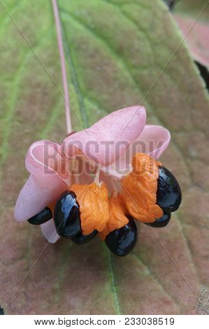 Spindeltree (euonymus Pauciflora). Close Up Image Of Fruit And Seeds.