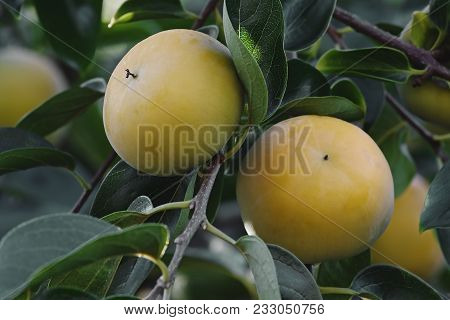 Japanese persimmon (Diospyros kaki). Known also as Kaki Persimmon, Chinese Persimmon, Oriental Persimmon and Asian Persimmon. Another scientific name is Diospyros chinensis.