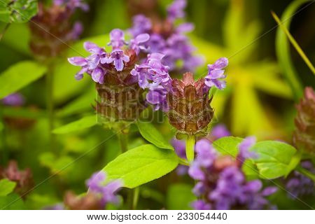 Beautiful Meadow Flowers Prunella Vulgaris Grow On Sunny Summer Meadow Close Up.