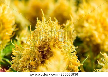 Colorful Celosia Flower As Background. Yellow Brown Celosia Flowers.