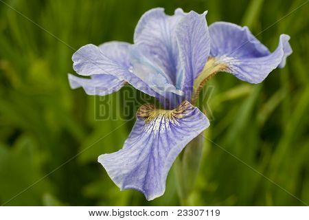 Smukke blueflags. Floral felt. Overfladisk fokusere.