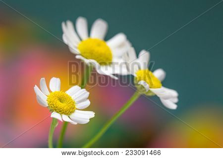 Feverfew Flowers. Close Up Detail Of Three Daisy Like Flowers With A Colourful Background. Selective