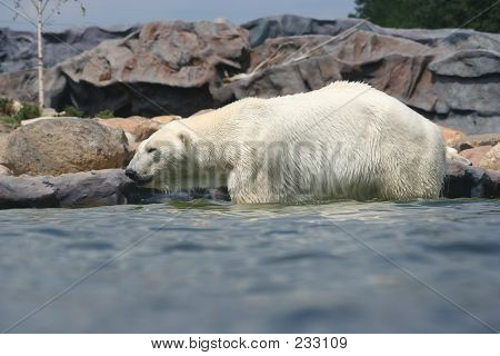 Eisbär - 3