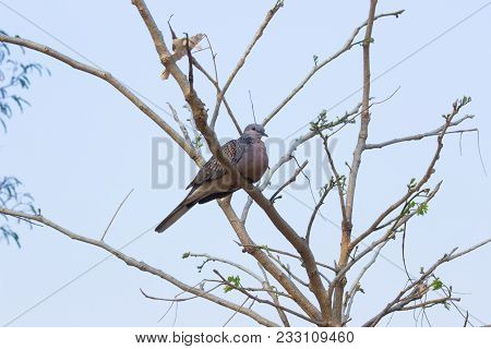 Pigeons And Doves Constitute The Bird Family Columbidae And The Order Columbiformes, Which Includes 