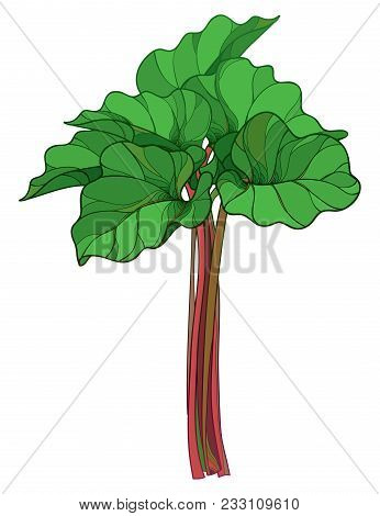 Vector Bunch With Outline Rhubarb Or Rheum Vegetable In Green And Red Isolated On White Background. 