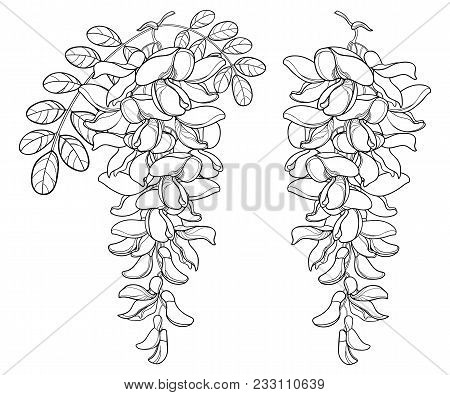 Vector Branch Of Outline White False Acacia Or Black Locust Or Robinia Flower, Bud And Leaves In Bla