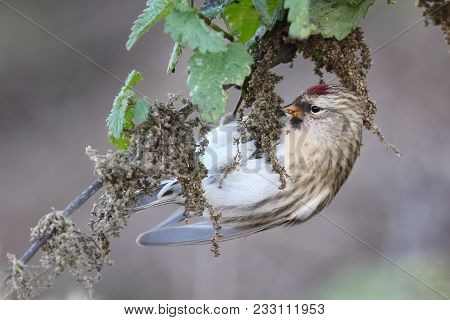 Common Redpoll Eating During The Fall Of Autumn