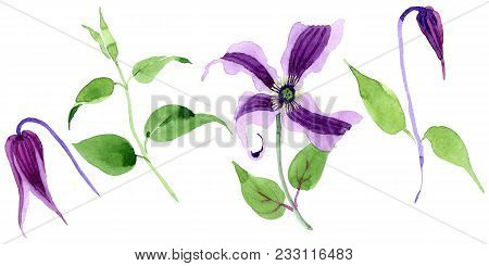 Wildflower Clematis Hanajima Flower In A Watercolor Style Isolated. Full Name Of The Plant: Clematis