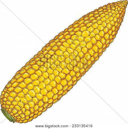Corn Cob Without Leaves. Hand Drawn Illustration. Isolated Object