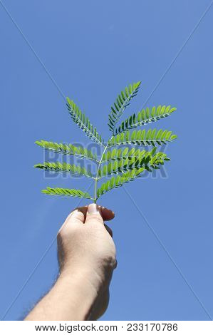 Close Up Green Leaves On Man Hand