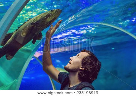 Man Looks At The Fish In The Aquarium.