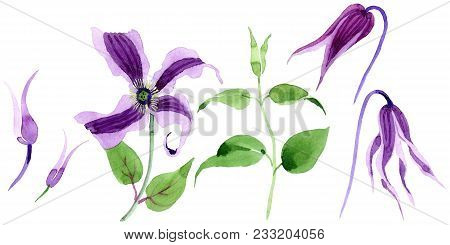 Wildflower Clematis Hanajima Flower In A Watercolor Style Isolated. Full Name Of The Plant: Clematis