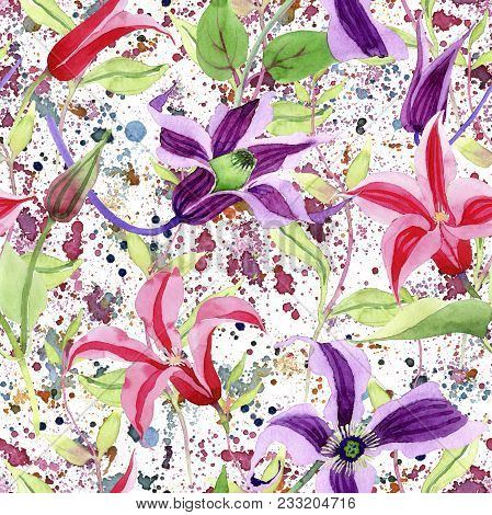 Wildflower Clematis Hanajima Flower Pattern In A Watercolor Style. Full Name Of The Plant: Clematis 