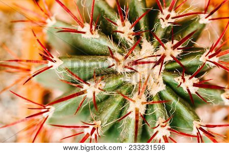 A Cactus With Red Needles, Close-up. Nature