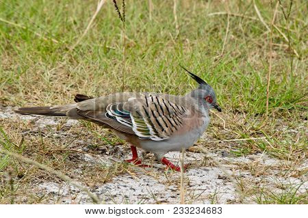 Crested Pigeon Crested Standing On The Ground. In Austarlia.