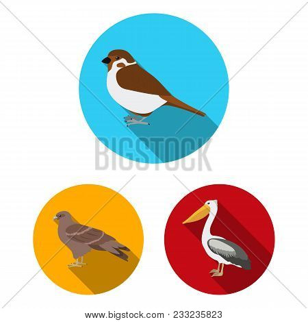 Types Of Birds Flat Icons In Set Collection For Design. Home And Wild Bird Vector Symbol Stock  Illu