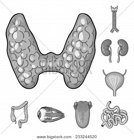 Human Organs Monochrome Icons In Set Collection For Design. Anatomy And Internal Organs Vector Symbo