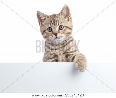 Kitten Cat Is Hanging Over Blank Posterboard, You Add The Message.