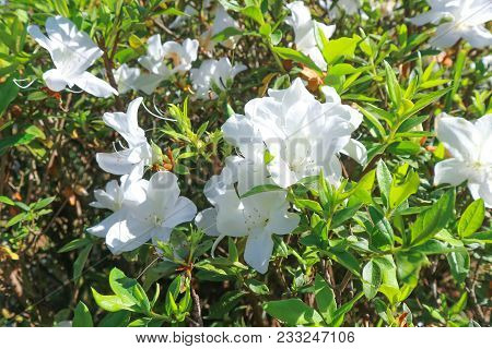 Azalea Or Ericaceae Or Rhododendron Flower In The Garden