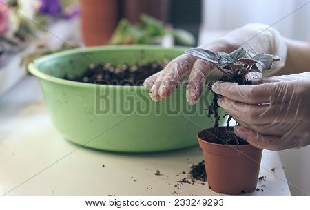 Transplant Flowers In Pots. Florist Transplant Small Violets. Growing Violet- How To Grow Violet.