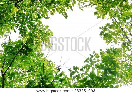 Top View A Tropical Tree Leaf With Branches At The Botanical Garden On White Isolated Background