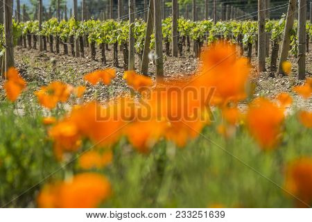 Bordeaux Wine Region In France Flowers In The Vineyard Countryside Spring Floral, Gironde