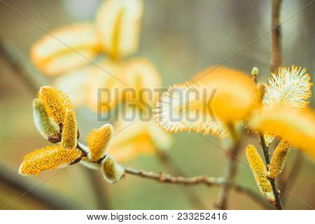 Spring Willow Branches On Earrings On A Pastel Background.