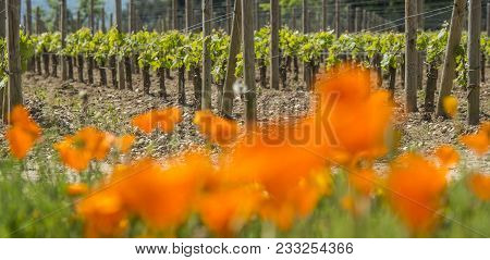Bordeaux Wine Region In France Flowers In The Vineyard Countryside Spring Floral, Gironde