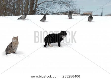 Wild Stray Cats In The Snow Next To Pigeons. Ownerless Animals That Need To Live With People In Care