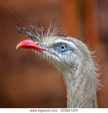 cariama cristata portrait wild bird