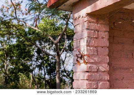 Red Migrating Crab. Gecarcinus Ruricola On A Brick Wall Near Trinidad, Cuba