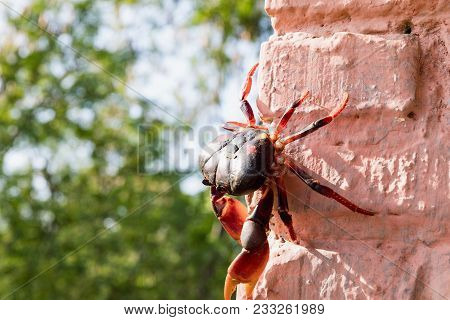Red Migrating Crab. Gecarcinus Ruricola On A Brick Wall Near Trinidad, Cuba