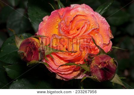 Beautiful Bicolour Rose Is Growing On A Green Meadow. Live Nature. Summer Morning.