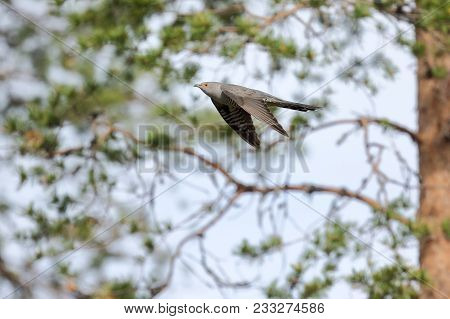 The Cuckoo Flying In The Forest In The Summer