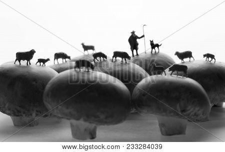 Shepherd With His Sheeps On A Mushroom Field