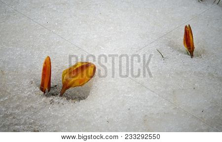 Crocuses, Spring Flowers Sprout From The Snow