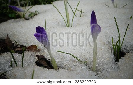 Crocuses, Spring Flowers Sprout From The Snow