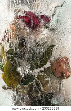 A Beautiful Flower Frozen Into The Ice The Perfect Background