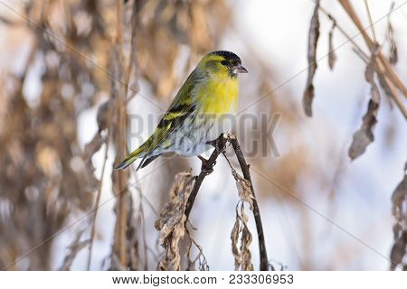 Eurasian Siskin (spinus Spinus) Sits On A Broken Dry Blade Of Grass Against The Background Of Dry Gr