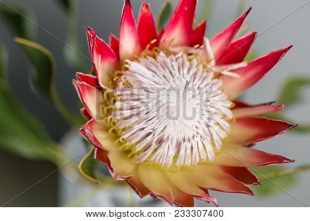 One Large Flower King Protea. Grows In South Africa. Gray Background