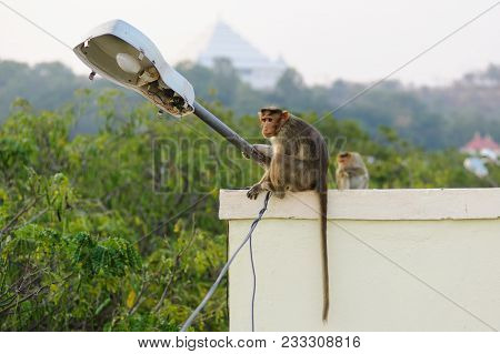 Photo Of Monkey Sitting On The City Building Roof. It Is Possible To Use This Photo In Theme Globali