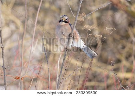 Eurasian Jay (garrulus Glandarius) Sits On A Young Tree Surrounded By Dry Grass And Bush.