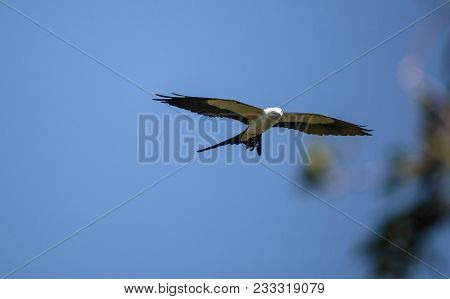 Swallowtail Kite Elanoides Forficatus Flies