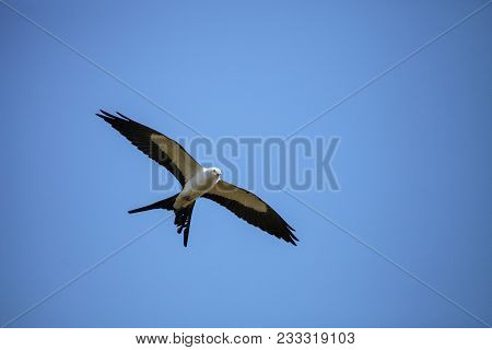 Swallowtail Kite Elanoides Forficatus Flies